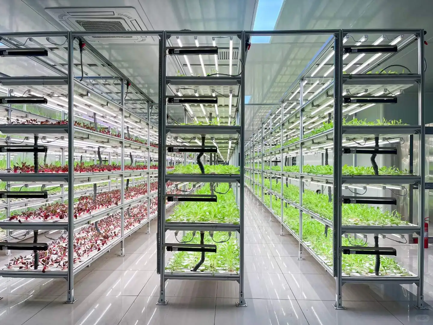 灯光下的大世界~植物工厂中的劳斯莱斯