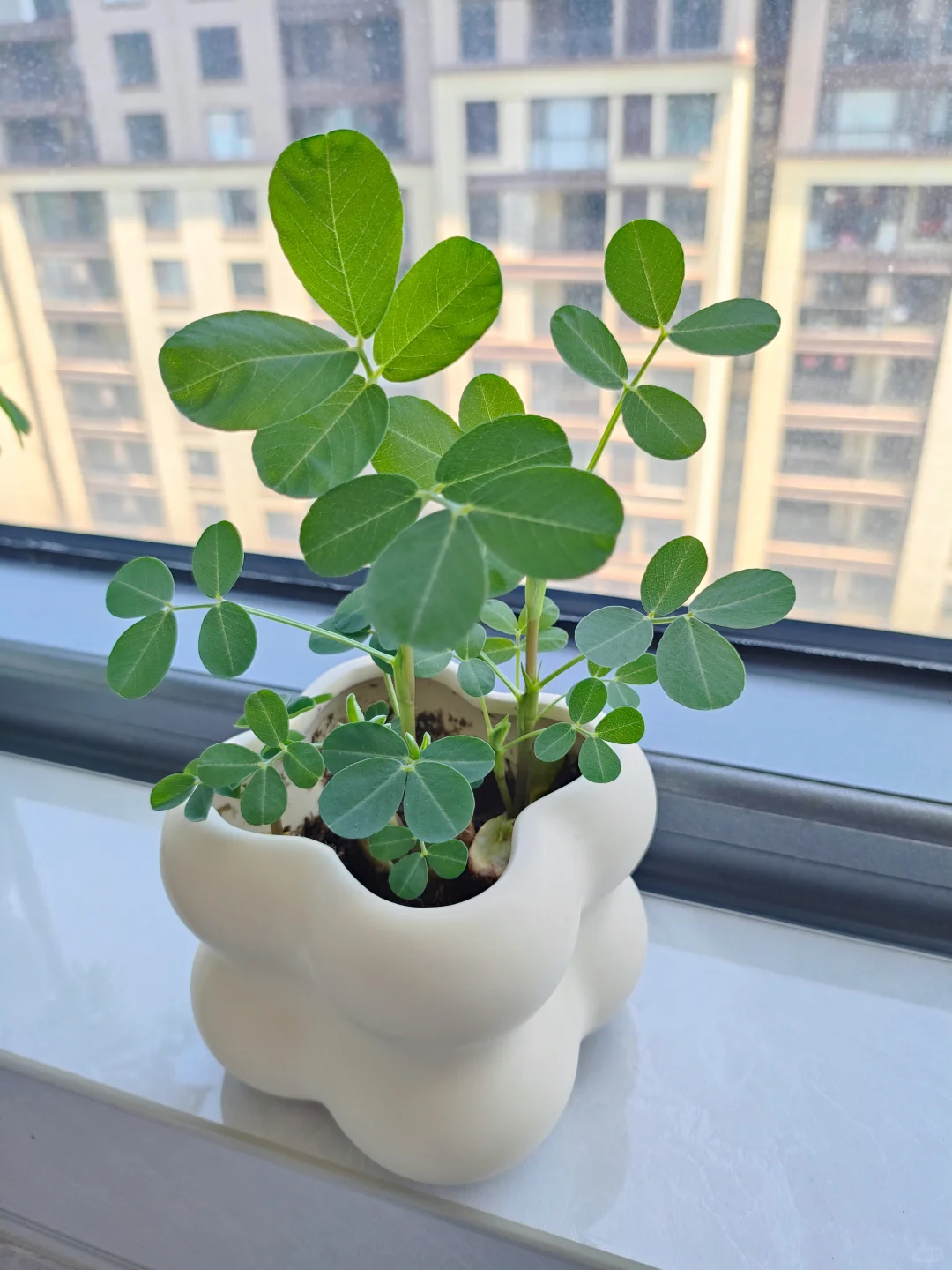 “好事花生”?