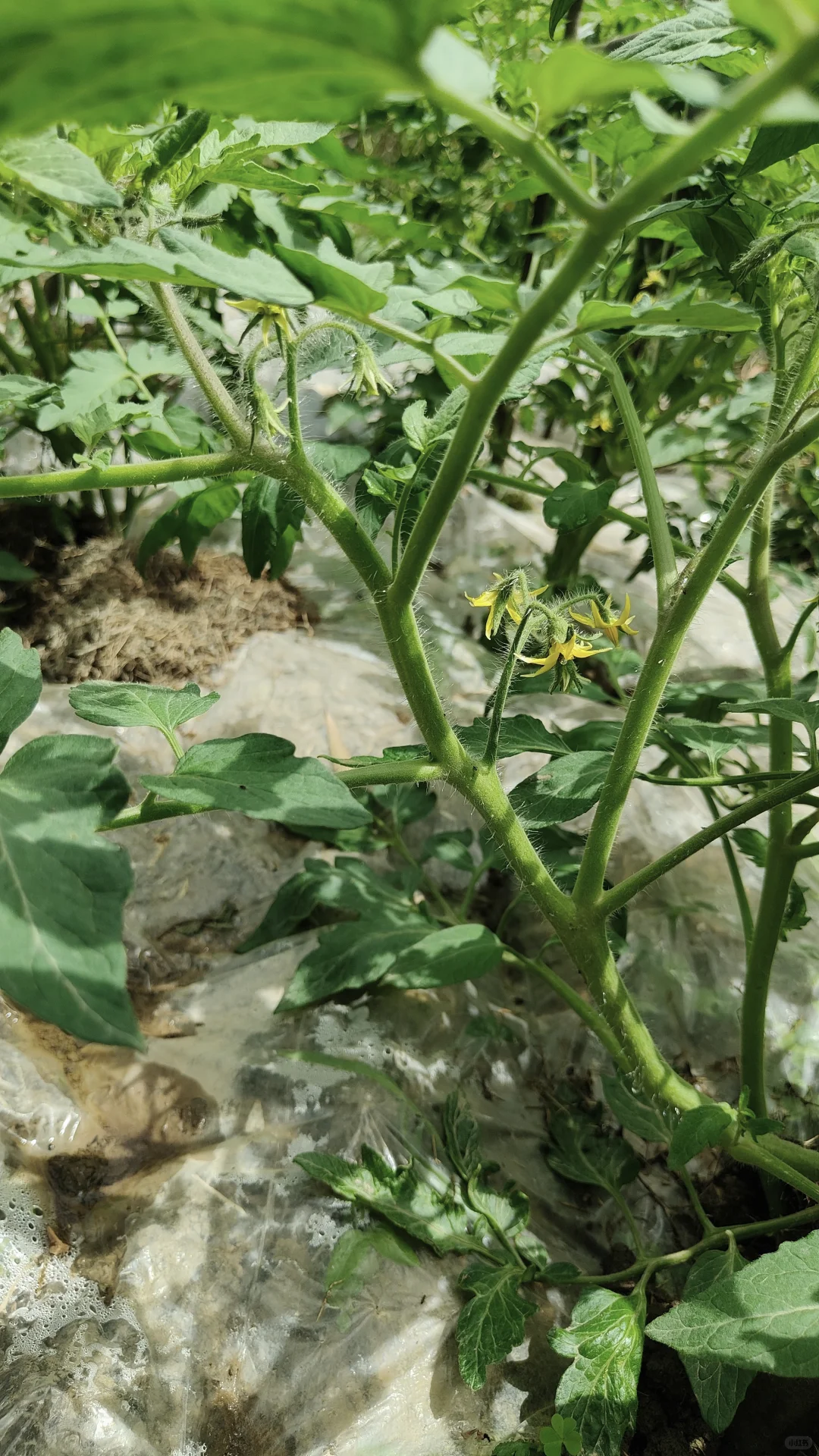 菜地各种蔬种下已经一个多月，静待开花结果