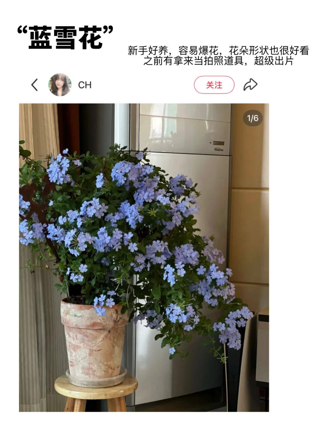 ?适合新手养的高颜值花花｜懒人植物