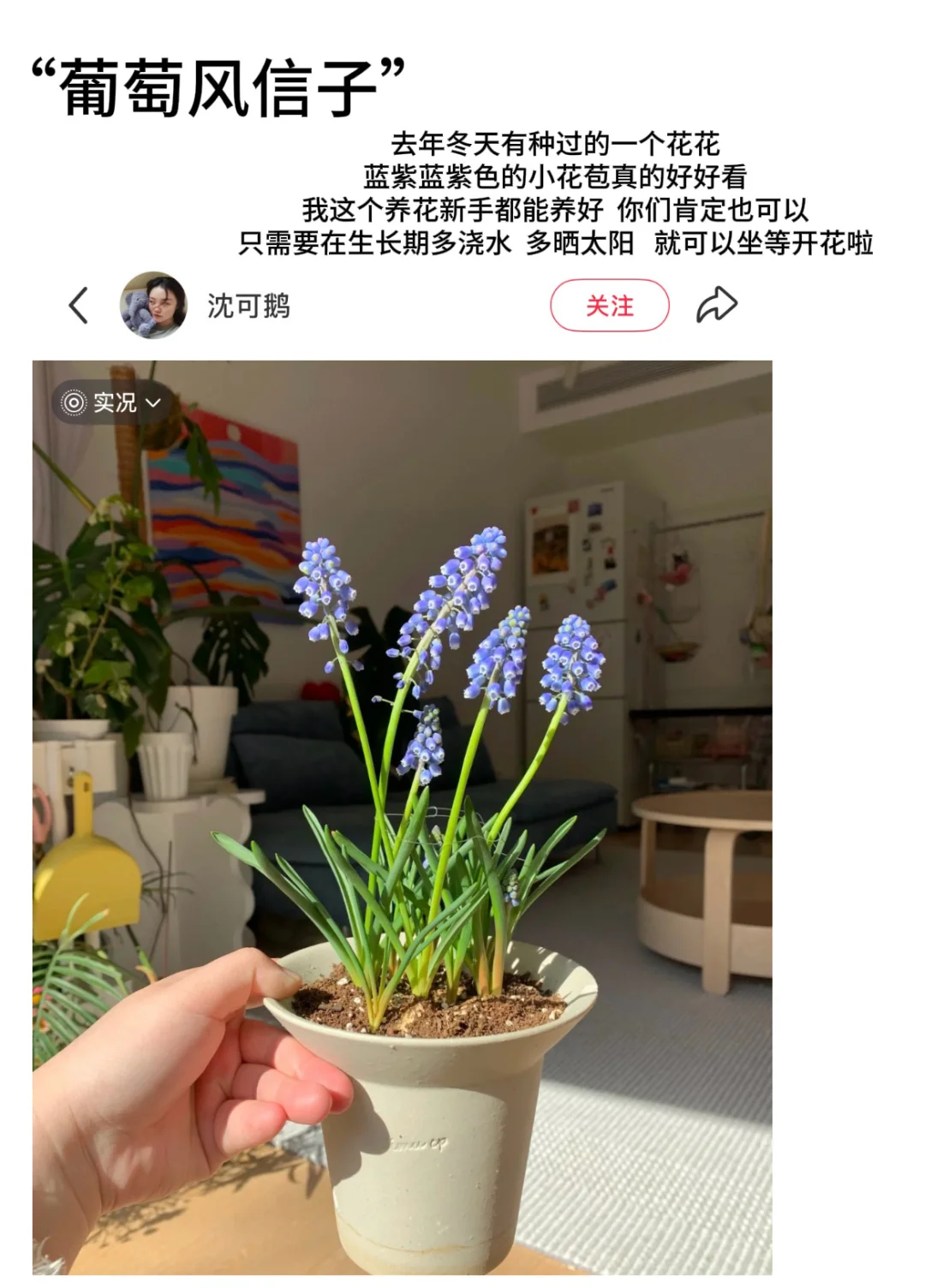 ?适合新手养的高颜值花花｜懒人植物