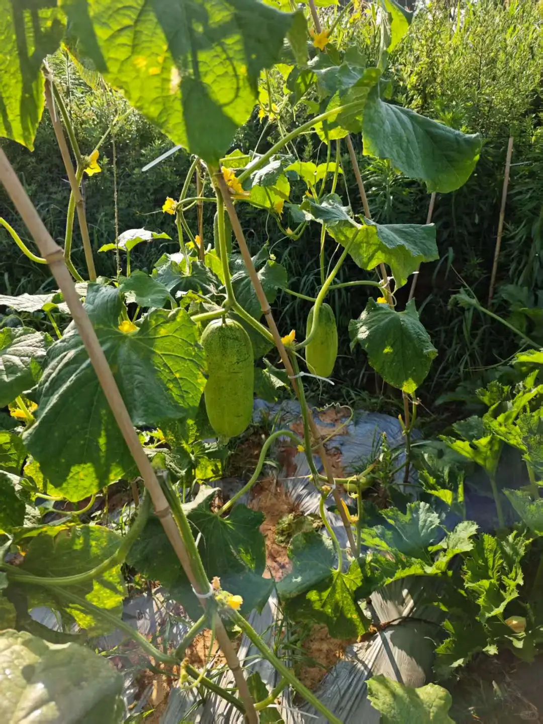 春季的播种迎来了夏季的丰收，自给自足真好