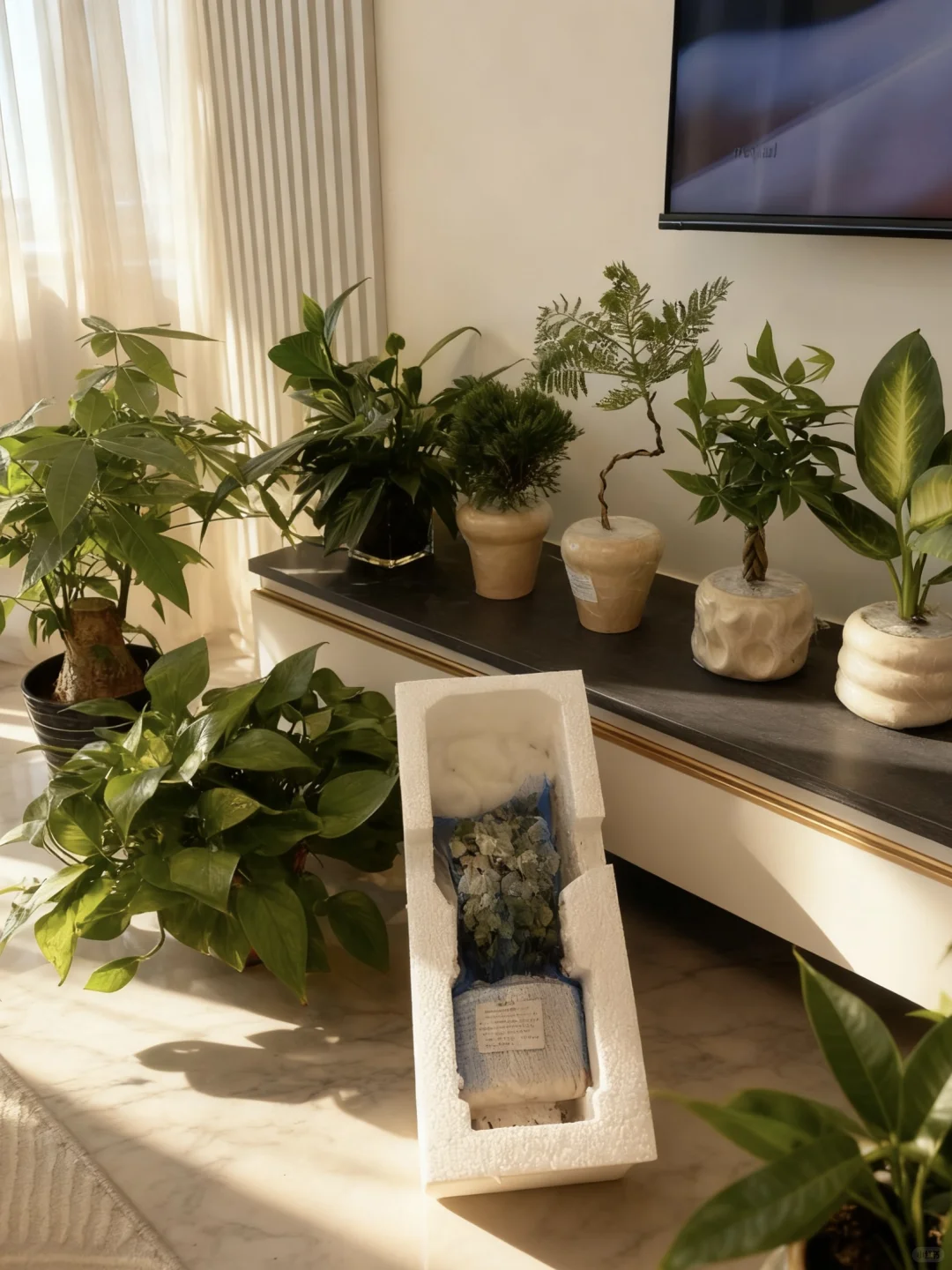 pxx?20➕小绿植?（含花盆！）