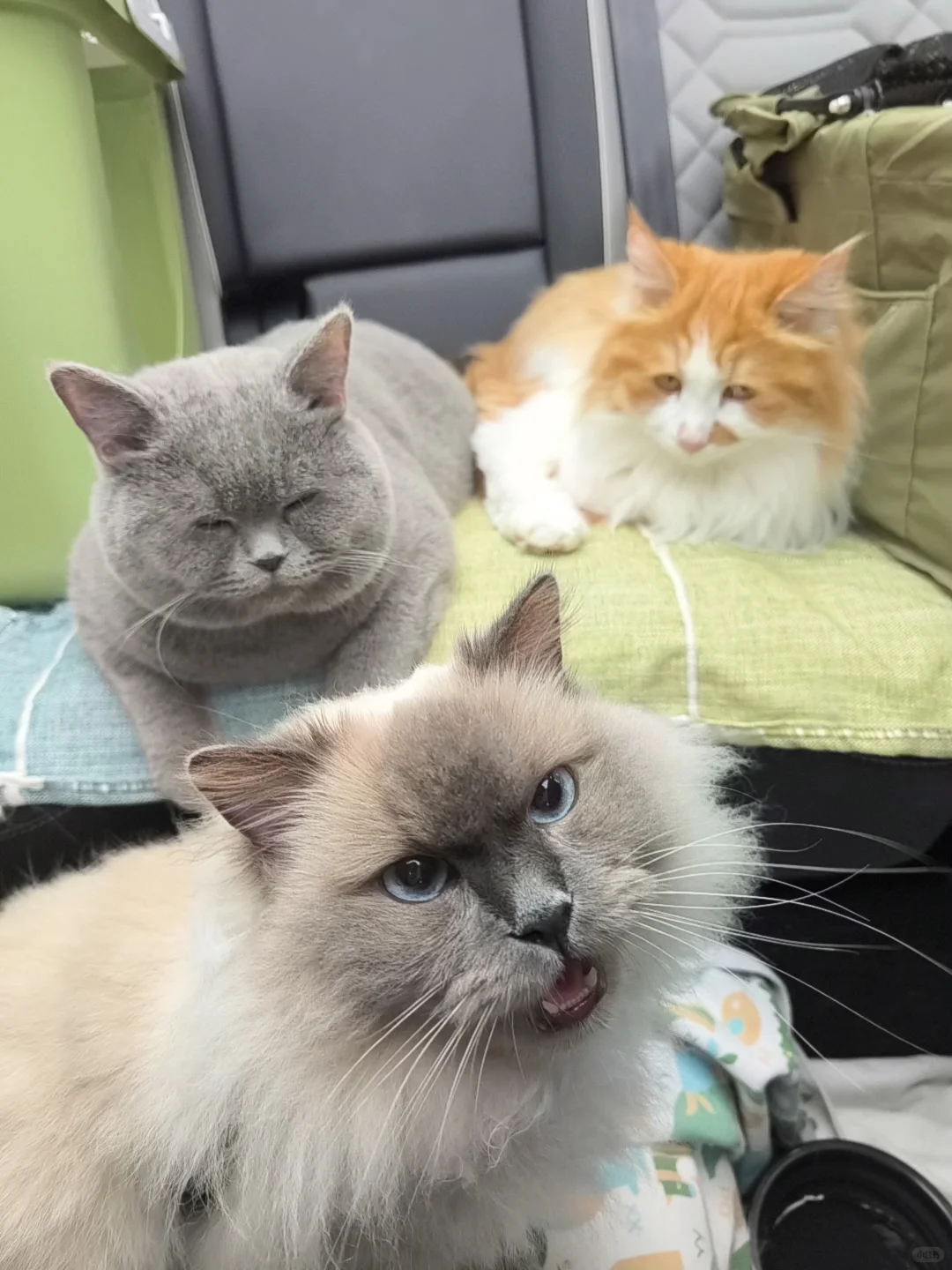 航空/铁路/公路运输 宠物?托运全攻略