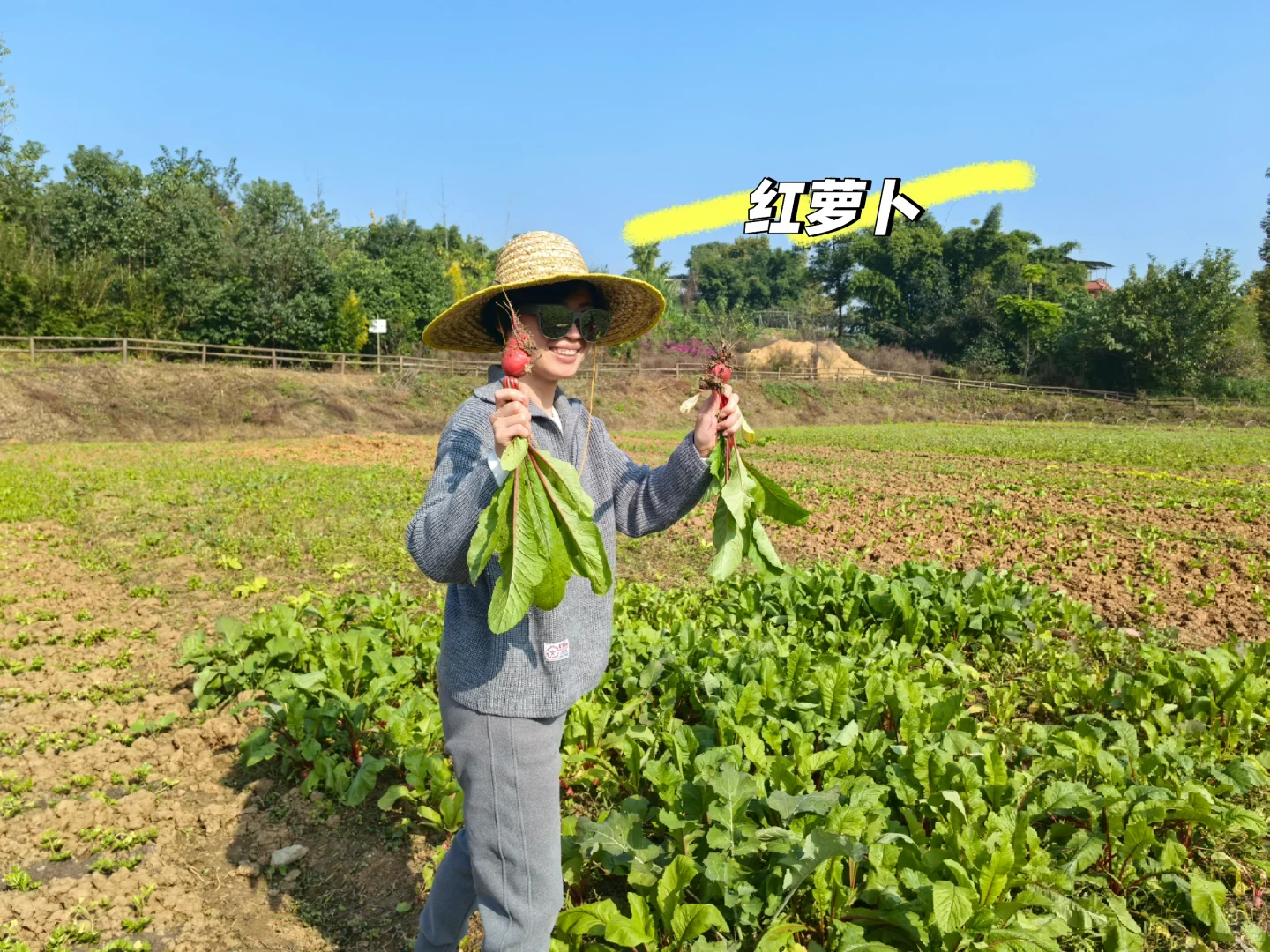 冬日里来逛菜园，看看菜园里面有什么？