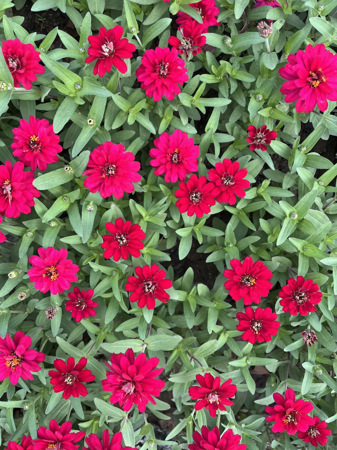 《百日菊，繁花》