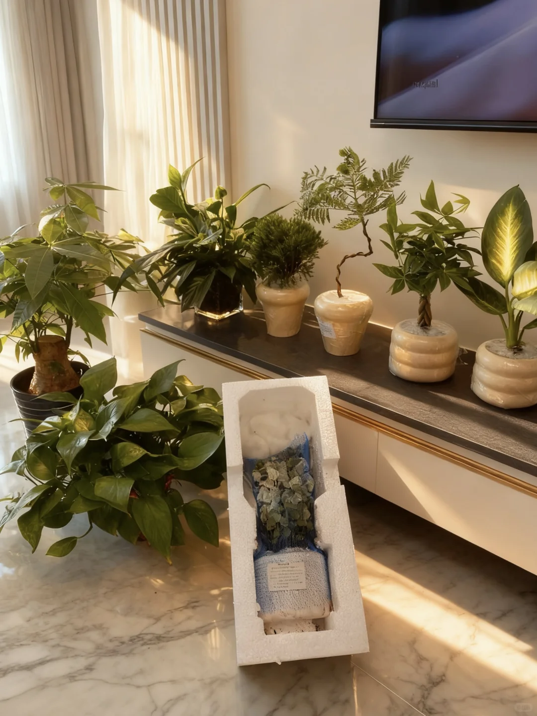 pxx?20➕小绿植?（含花盆！）