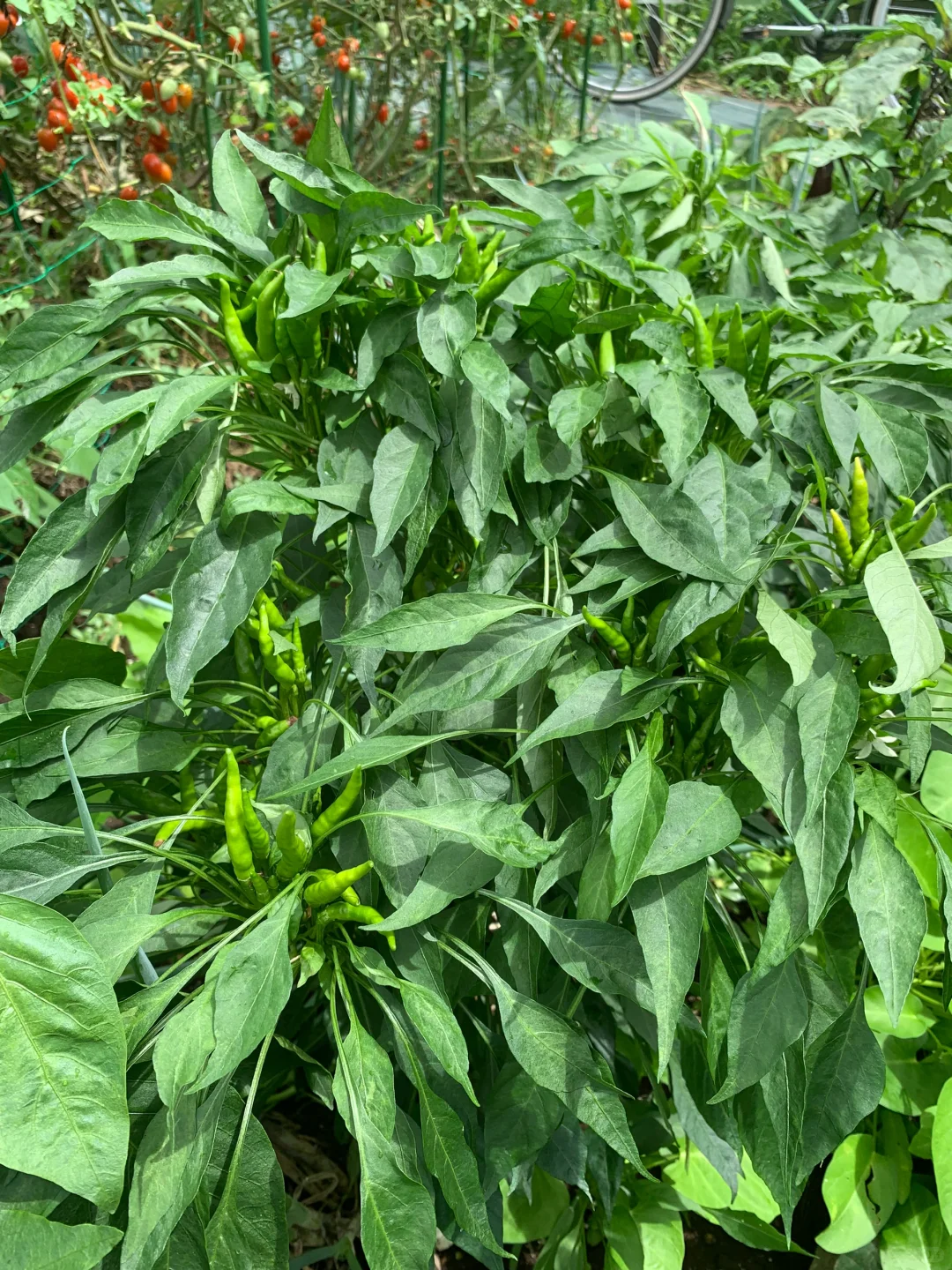 小小菜地，收获多多