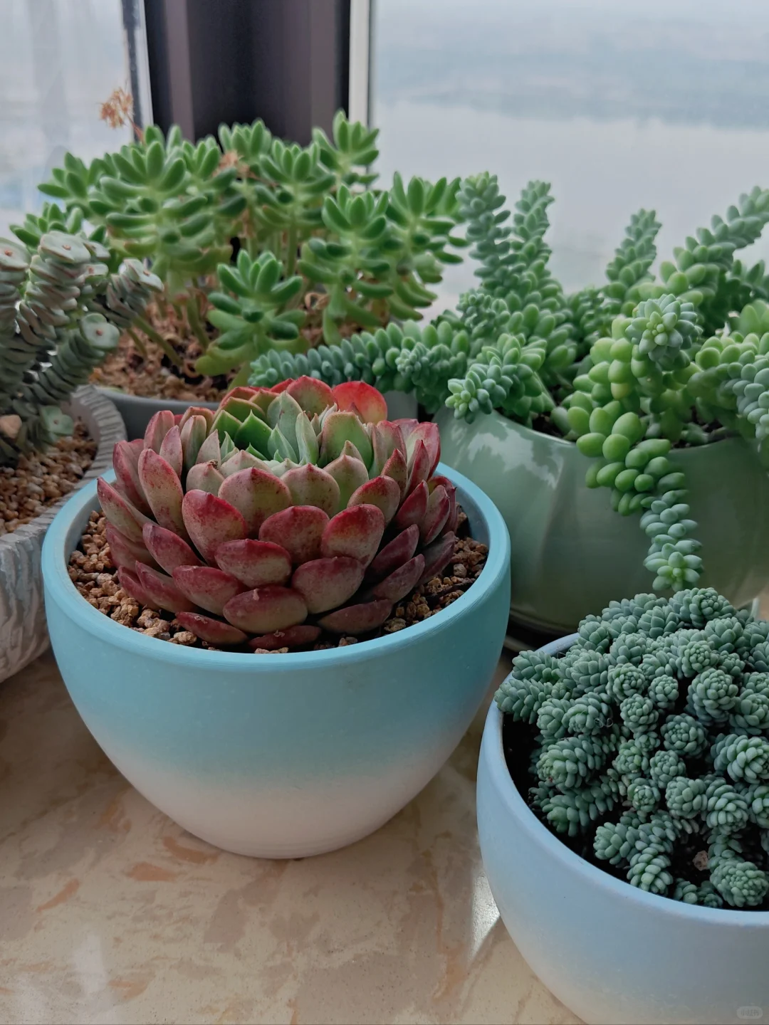 男生喜欢养多肉正常嘛