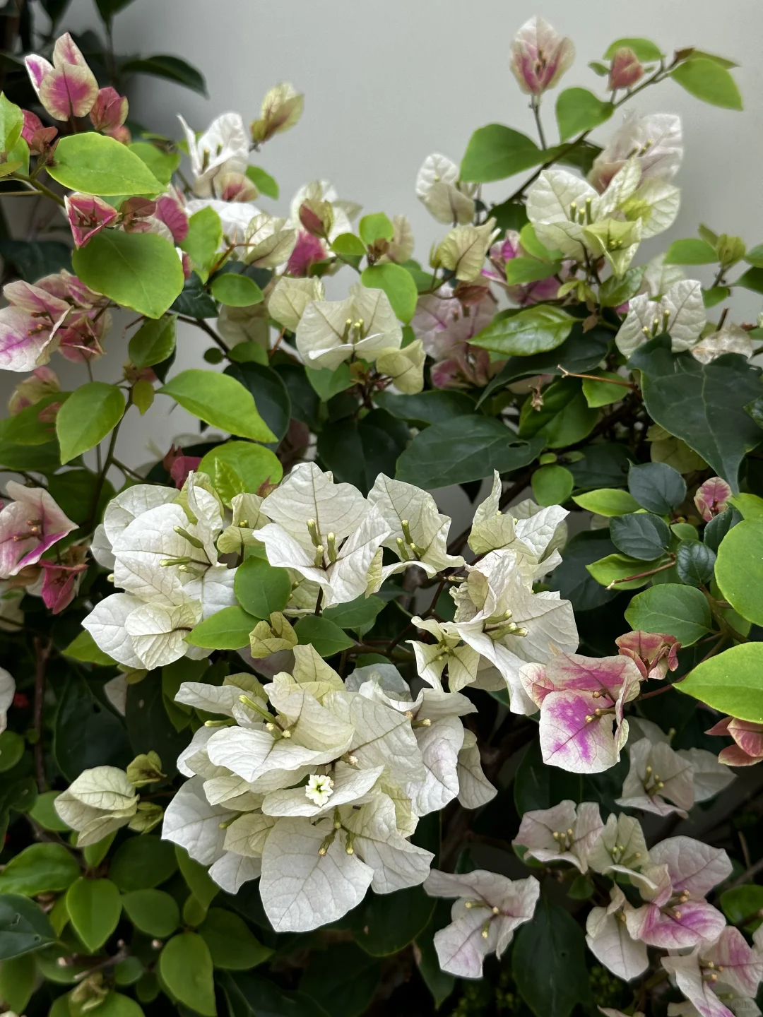 家庭花草种植交流