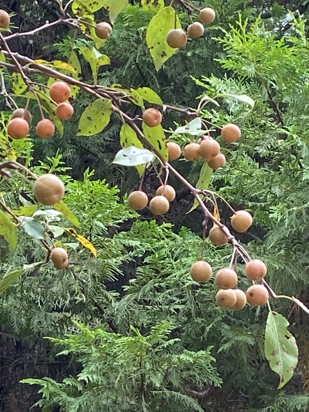 满山的棠棣果。据说棠棣是现在梨的祖先