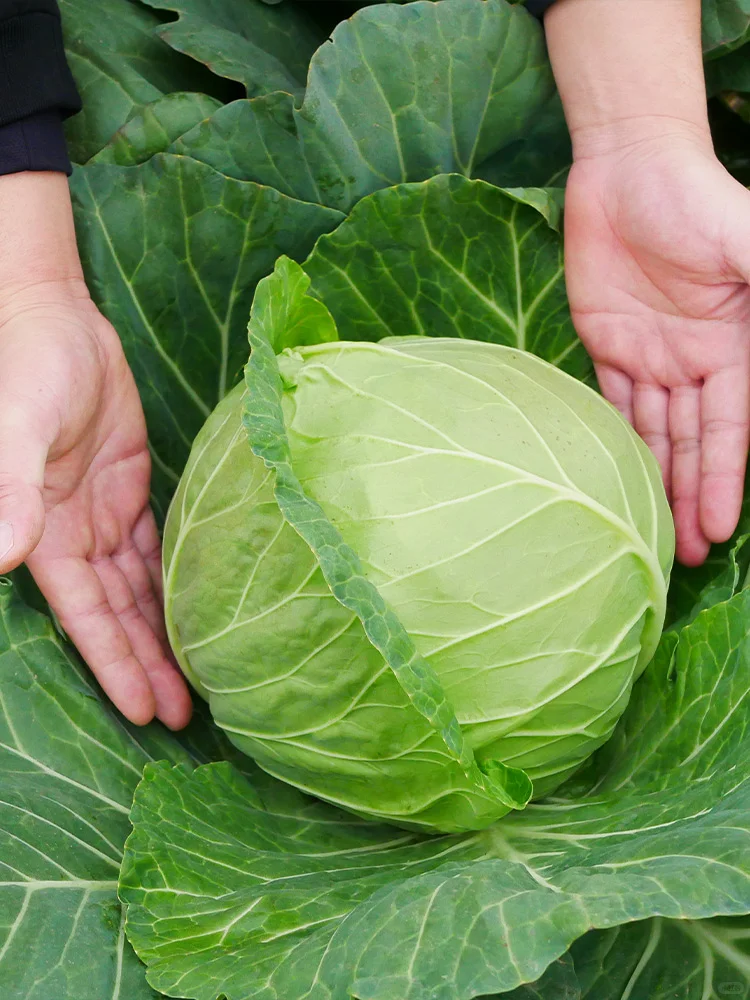 2025年常见蔬菜种植时间来了，抓紧收藏