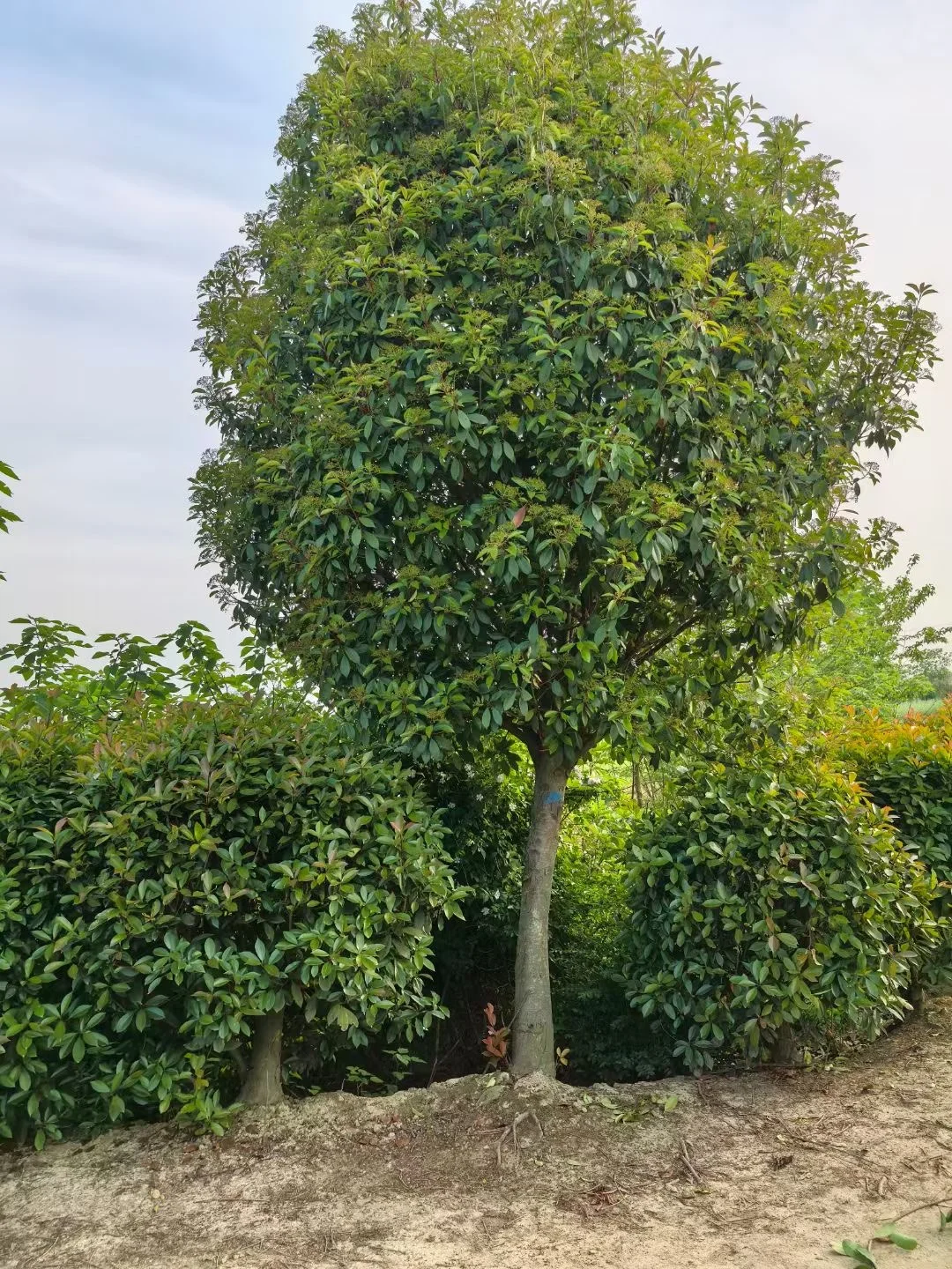大量苗圃出售