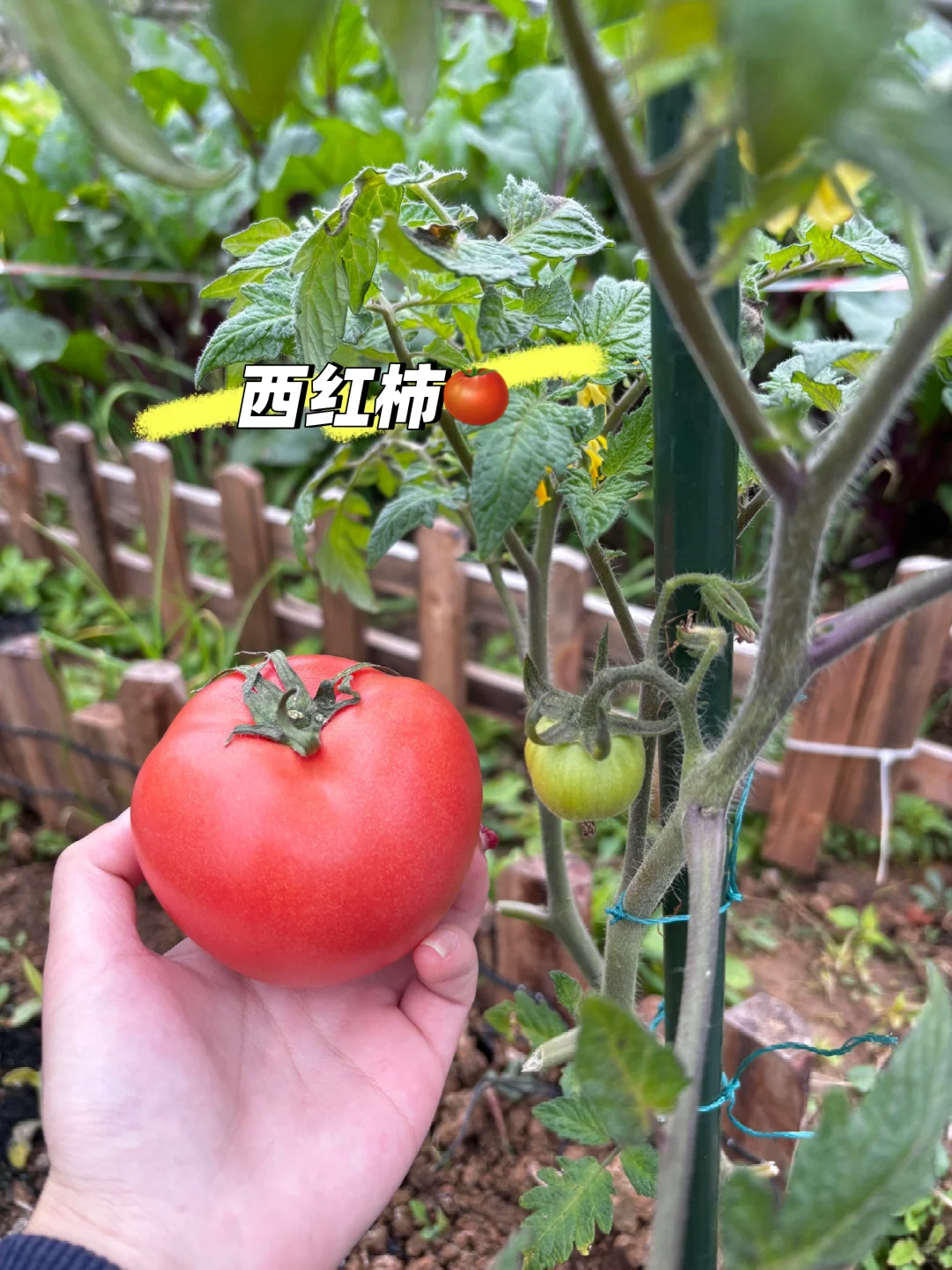 冬日里来逛菜园，看看菜园里面有什么？