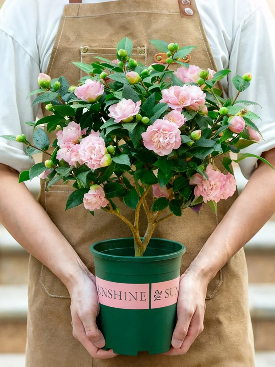 ✨四季开花的香妃山茶，阳台必备