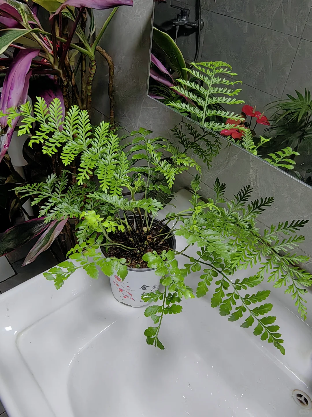 五十三块钱淘来的一堆绿植，也没有谁了吧！