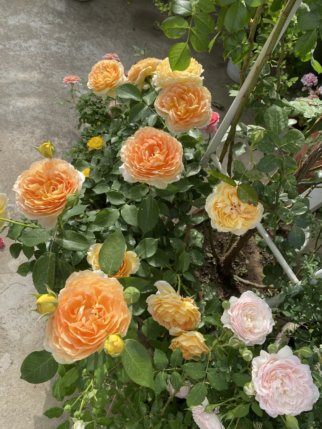 分享一下自己的月季养护经验