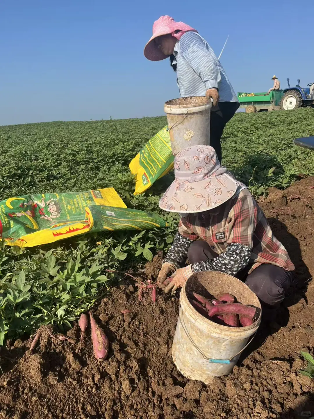 回村帮爷爷卖紫薯❗10块一箱真的不赚钱