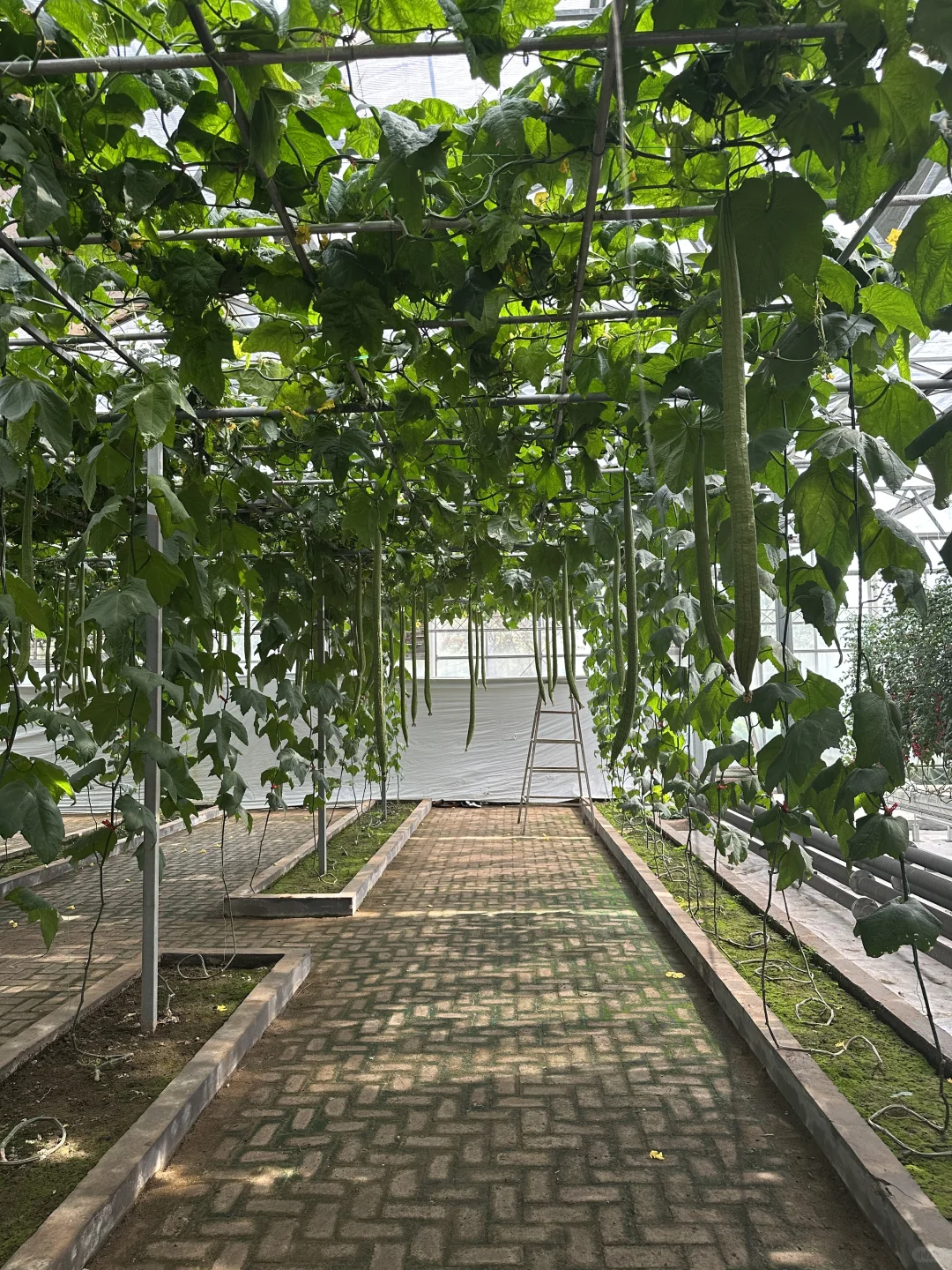 空中蔬菜廊架Aerial vegetable trellis