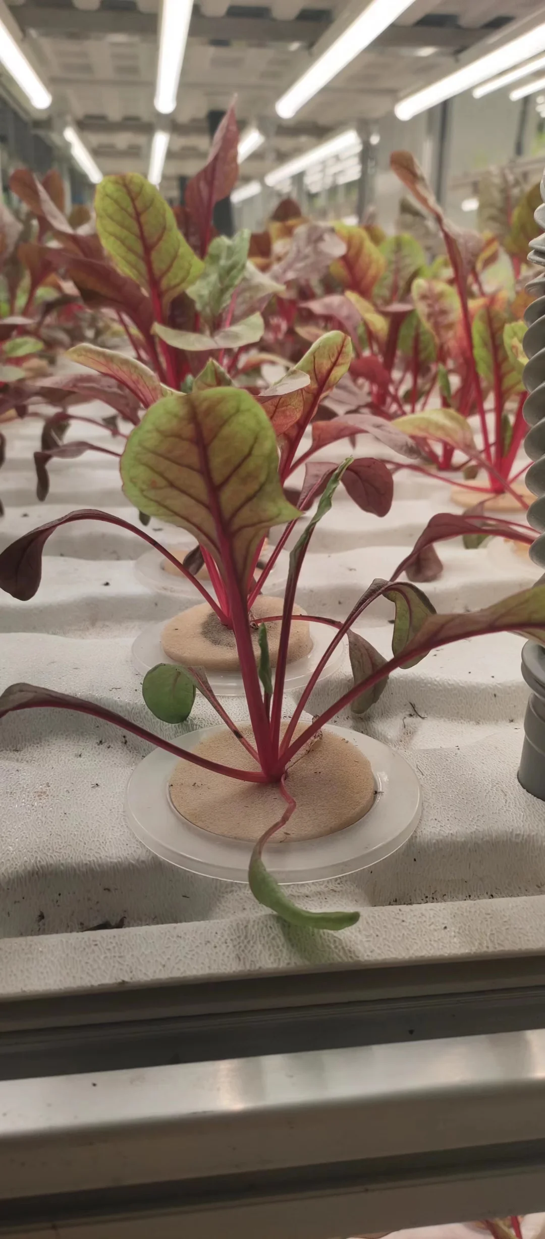 灯光下的大世界~植物工厂中的劳斯莱斯