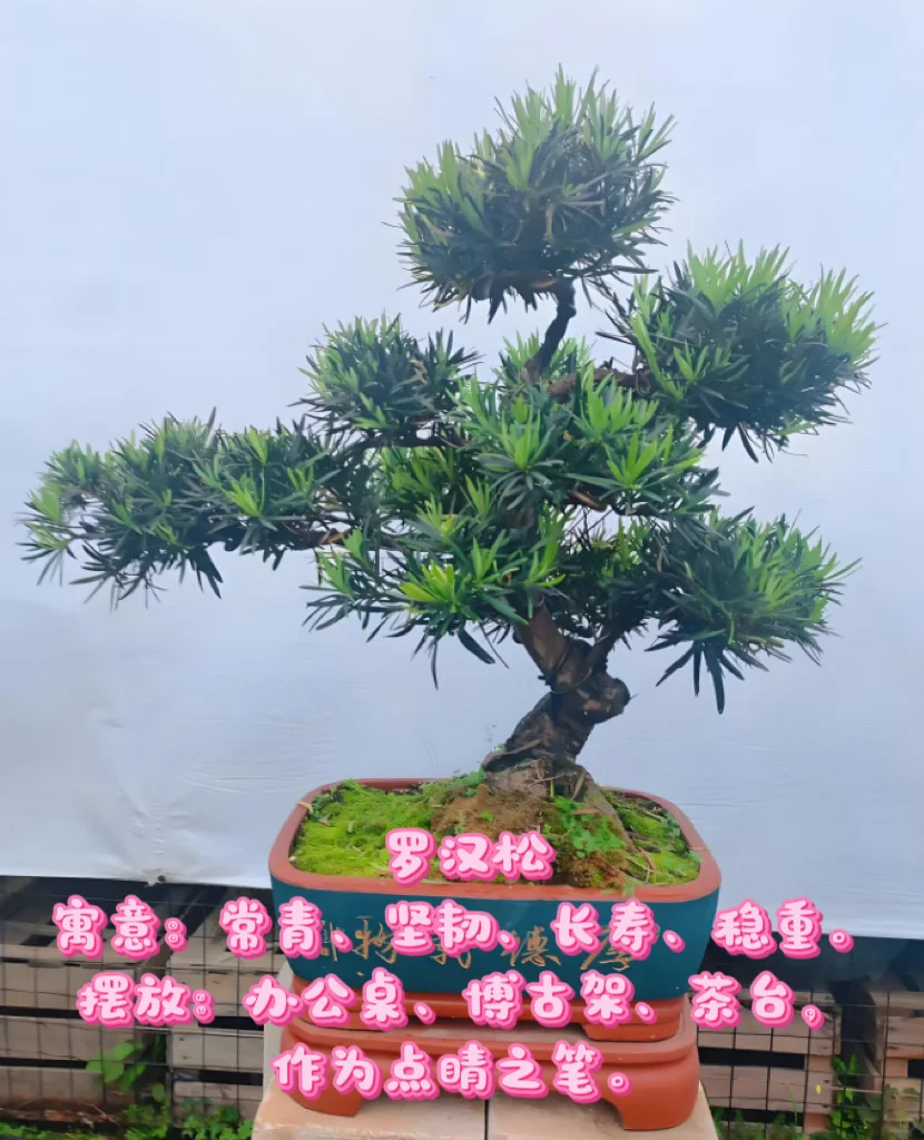 中山｜绿植租赁｜老板办公室植物推荐✨