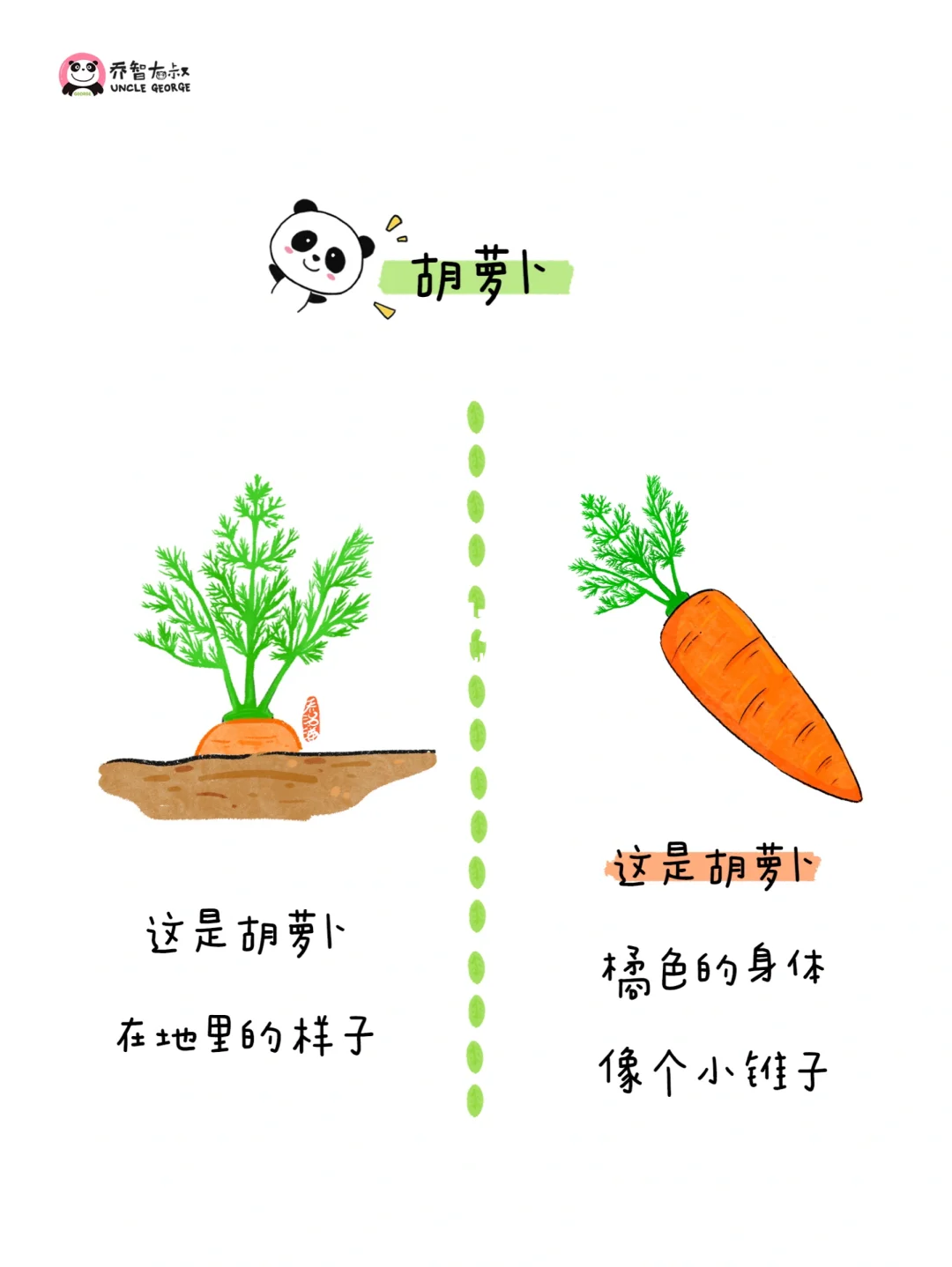 给小朋友的冬季蔬菜认知图鉴