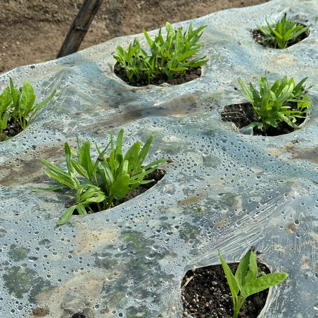 春播正在抓紧进行中?