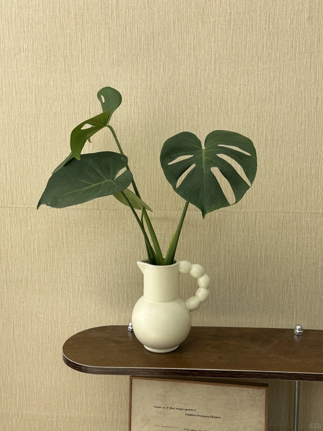 平价中古风绿植分享?