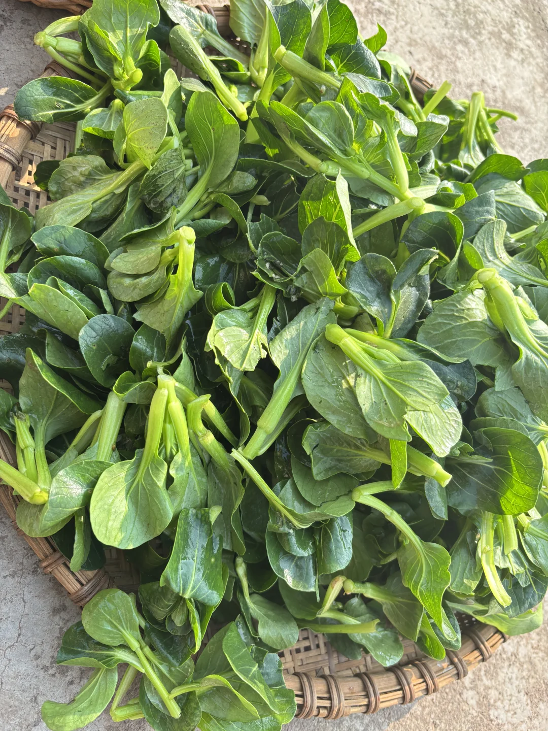 今天给小红书姐妹寄出的露天时令蔬菜拼