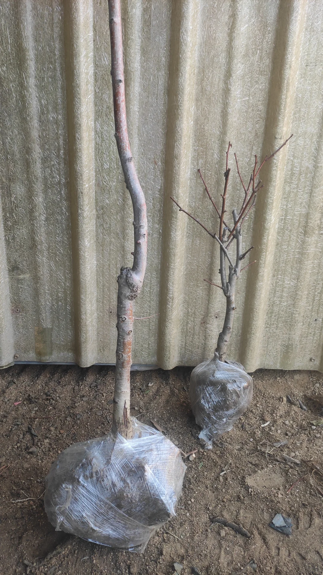 挖到了一家不错的山楂树苗