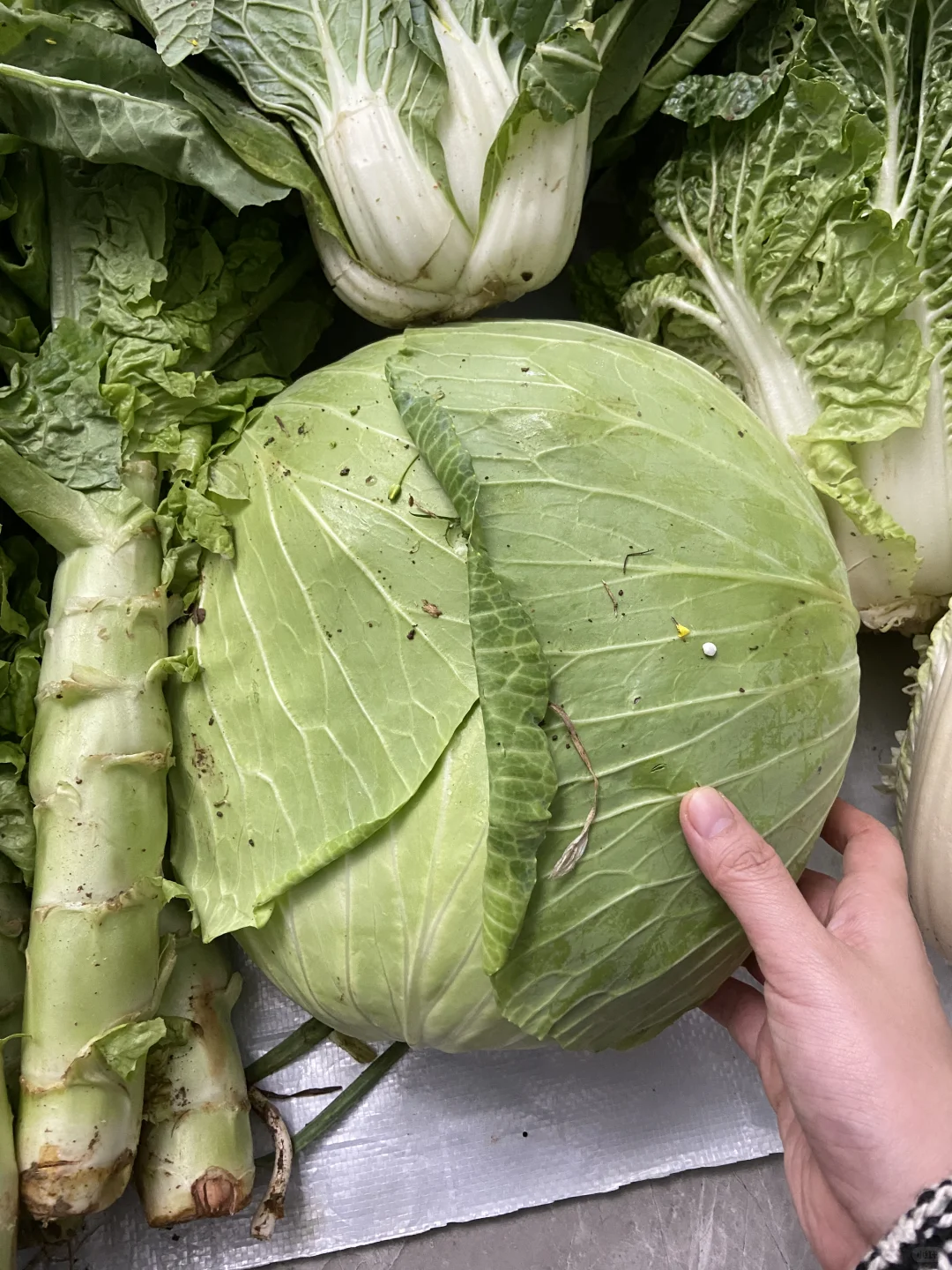 家庭种植有机蔬菜，可与湖北的朋友分享