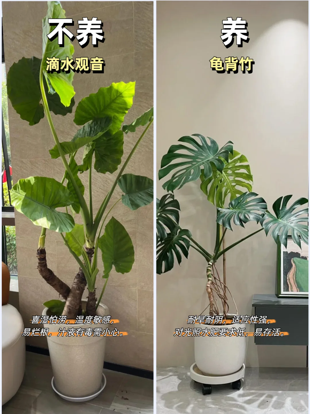 客厅绿植推荐