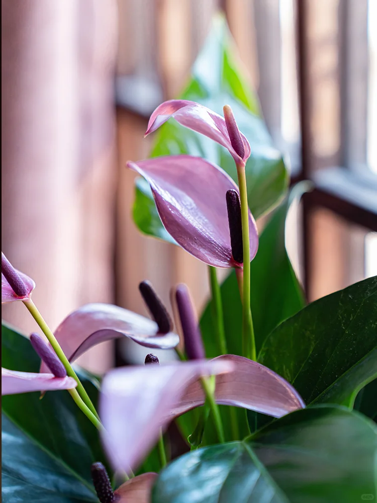 ?送人就送这个❗️皮实、好养、不长虫