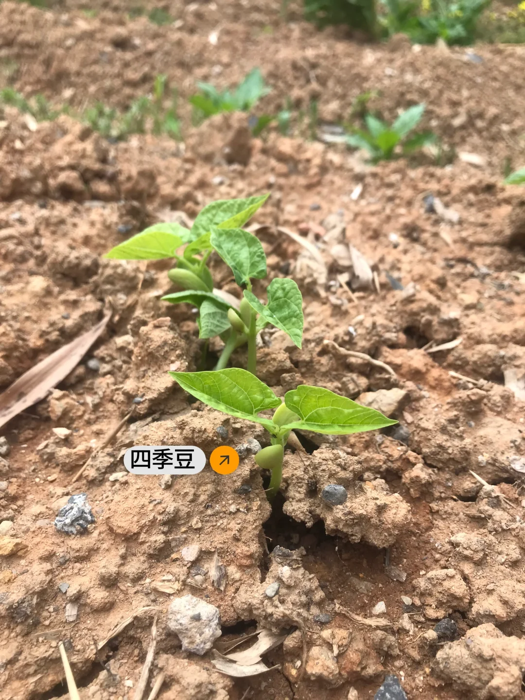 春季种菜的快乐