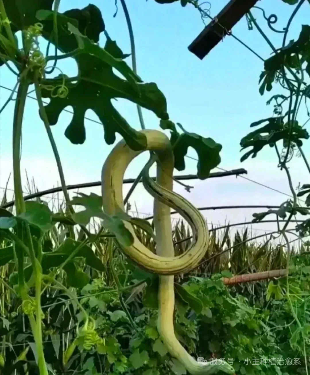 农村菜园惊现“活蛇”？