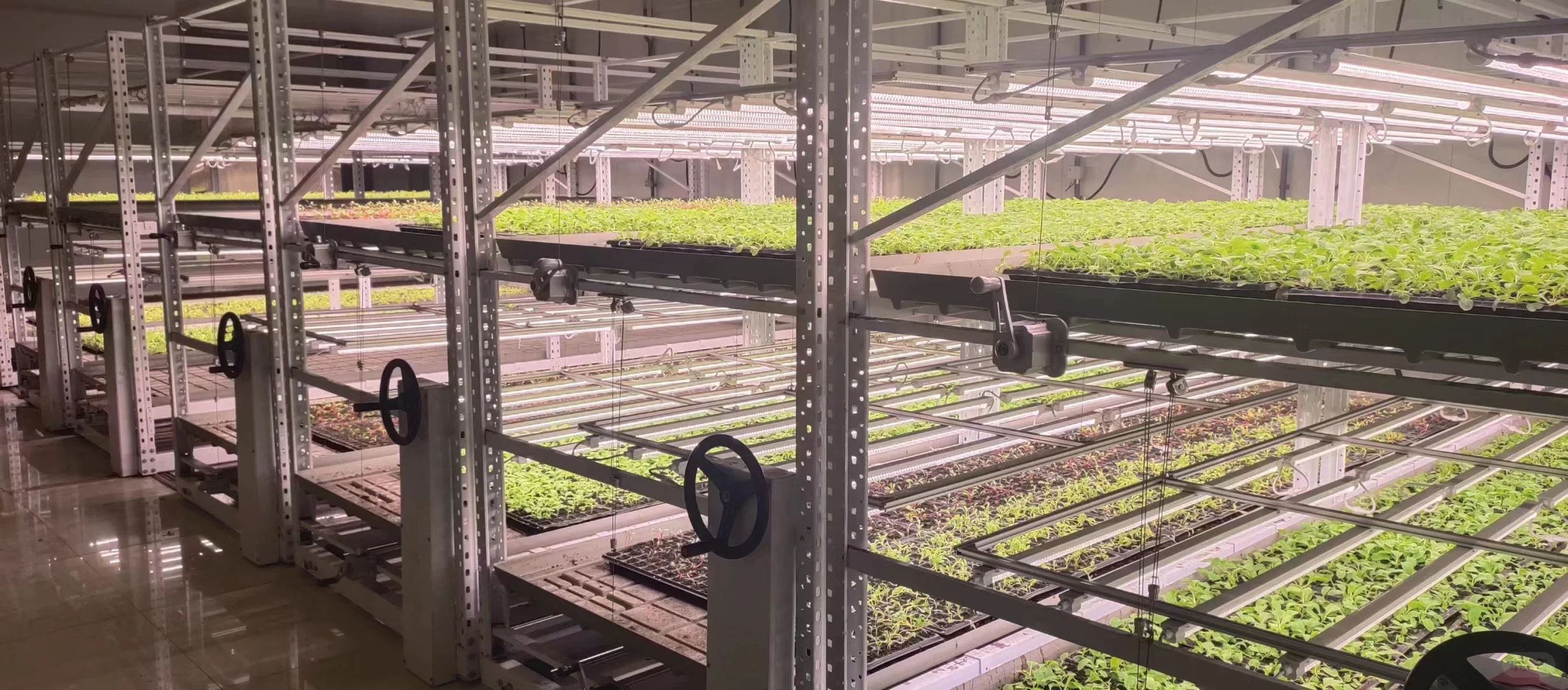 灯光下的大世界~植物工厂中的劳斯莱斯