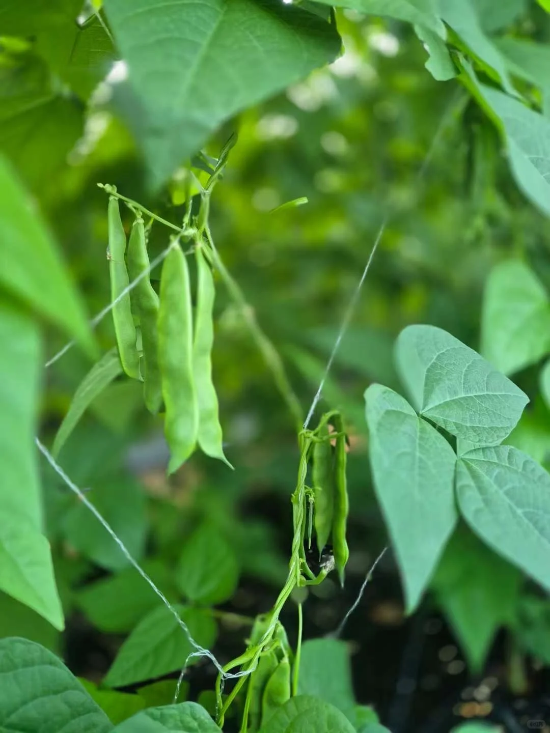 在韩种植的豆角，自己的大棚，保质保量