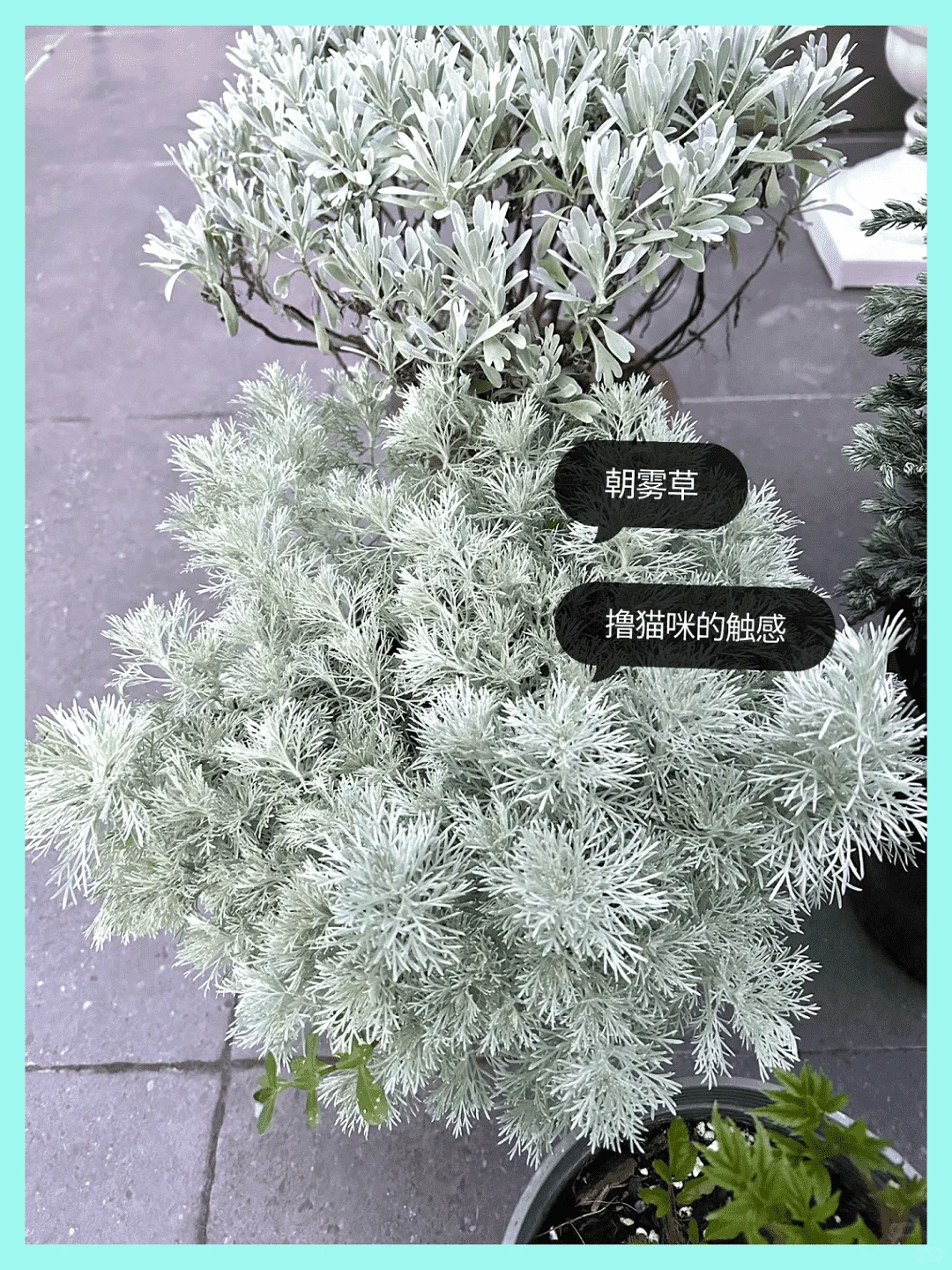 露台改造成绝美花园:高颜值植物