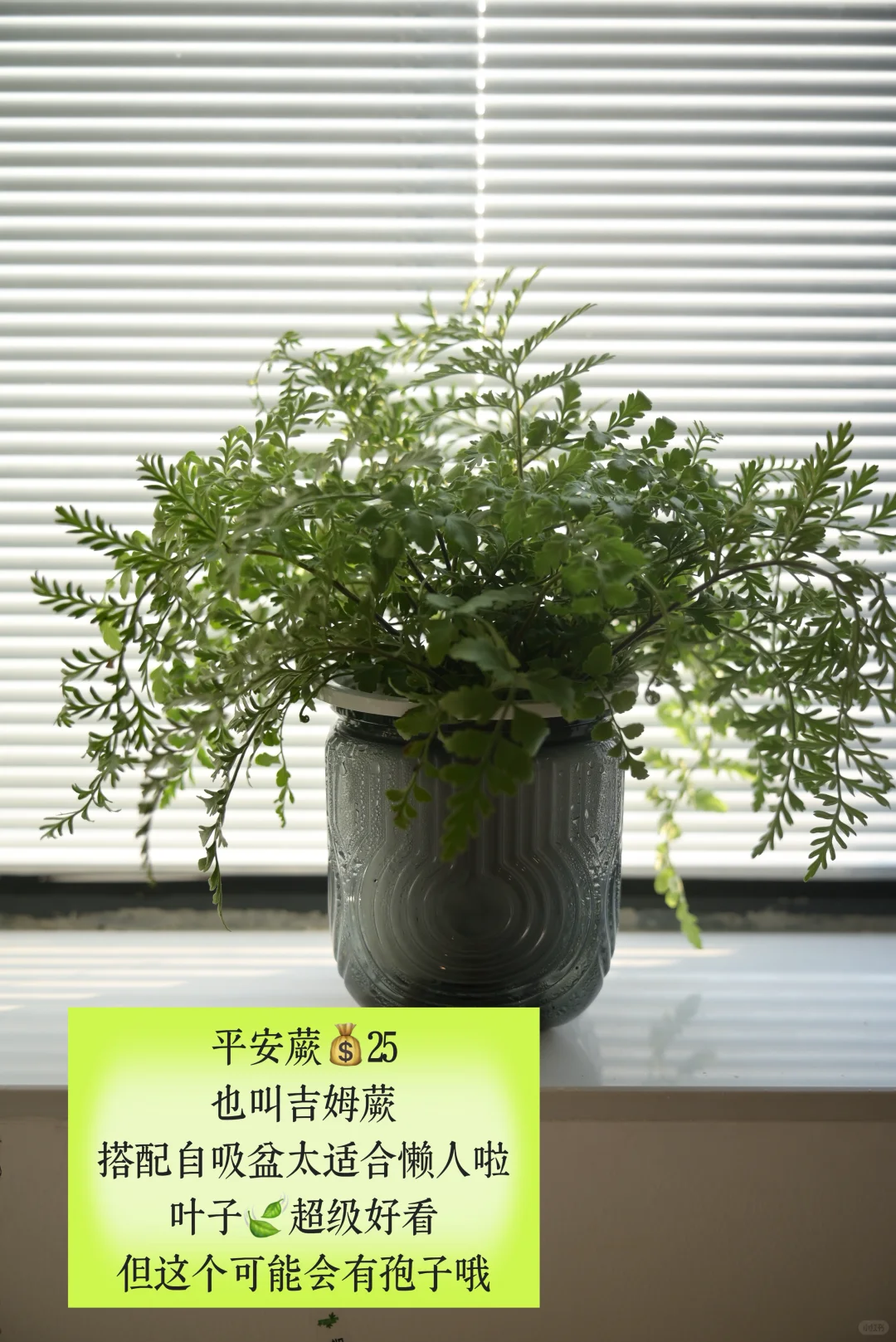 超适合小空间的垂吊植物搭配,简直美翻了心