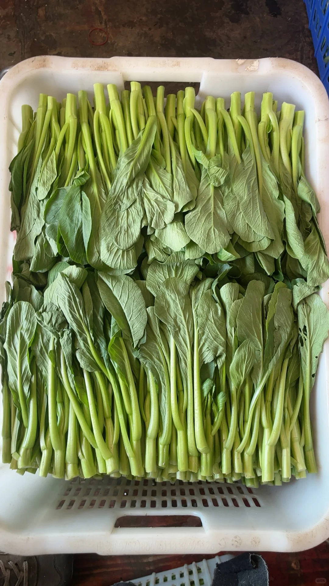 重生之90后辞职创业搞蔬菜批发?