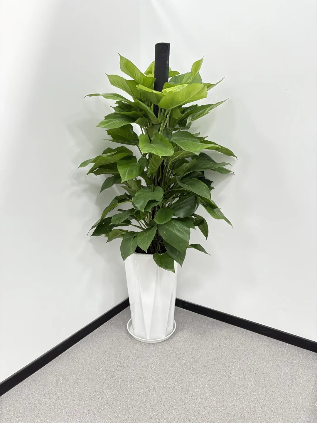 买到超好看的绿植！?