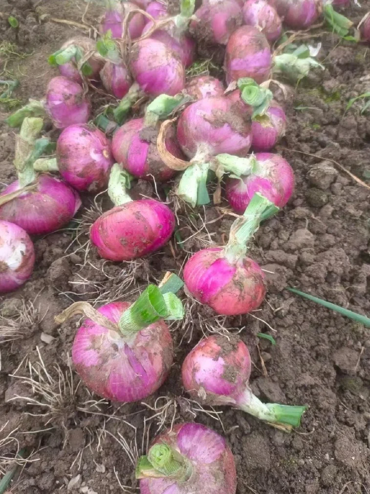 河南大哥做代办,年销农产品800吨!