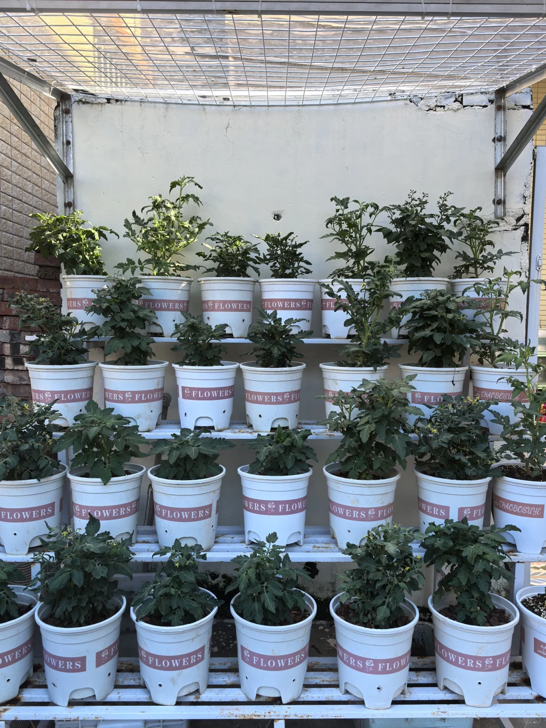 家庭花草种植交流