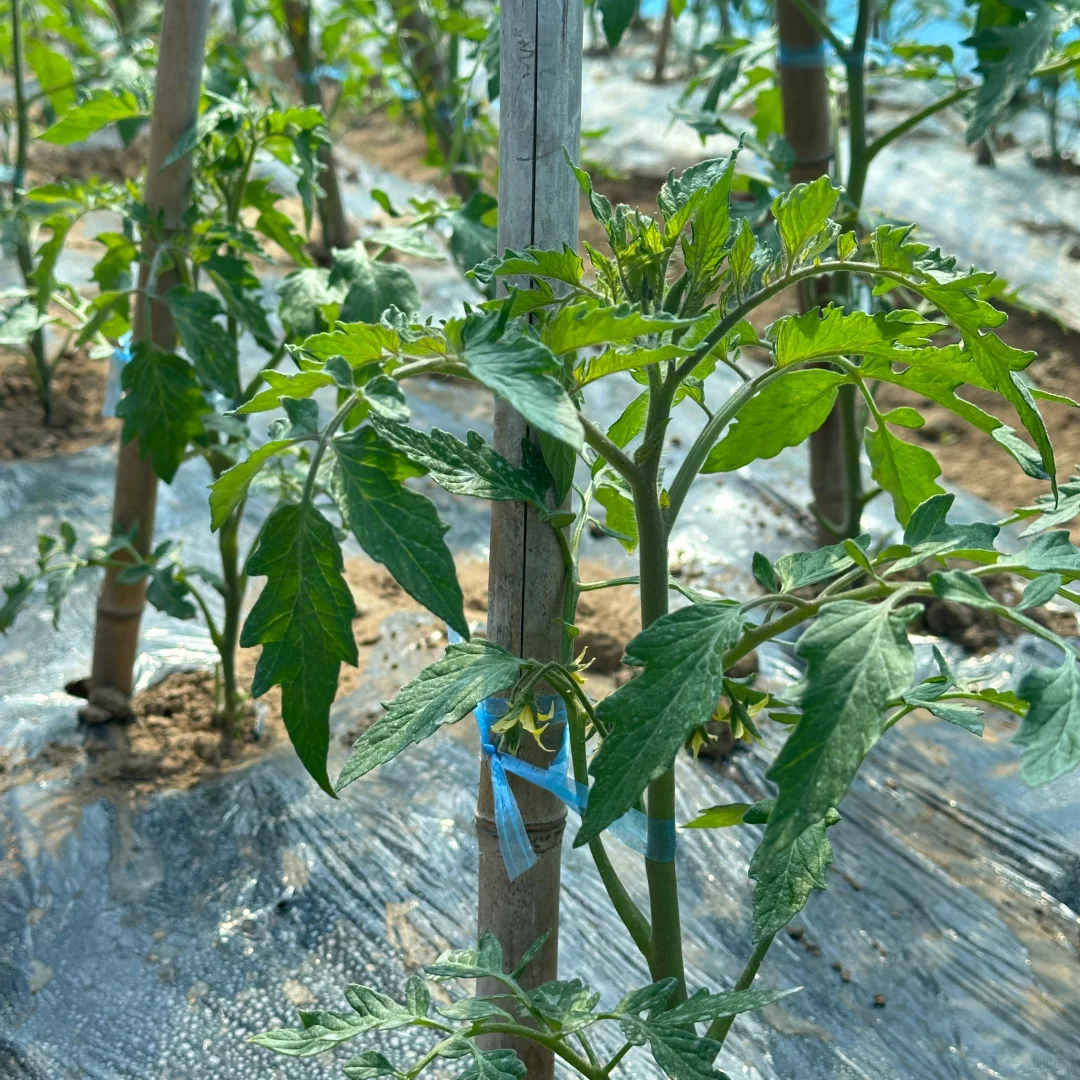 春播正在抓紧进行中?