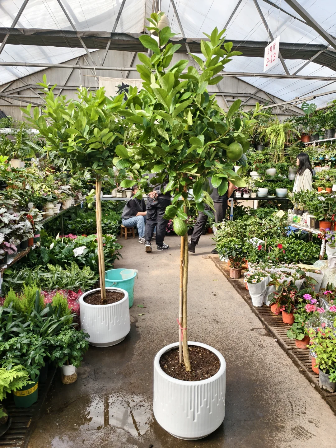 不辜负春天的变化✨柠檬树下的春天