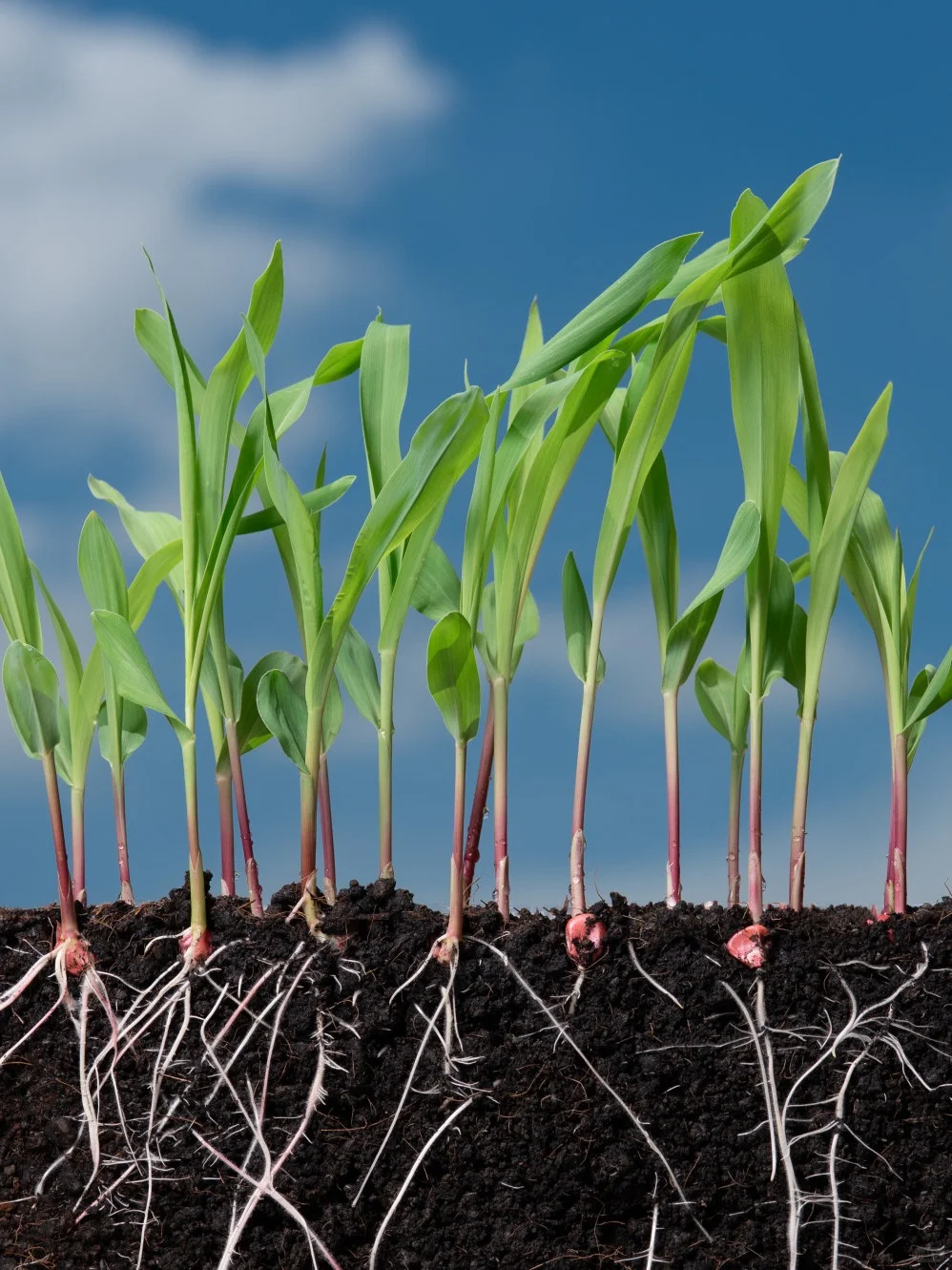 圣洁青蛙土壤消毒重构土壤微生态平衡