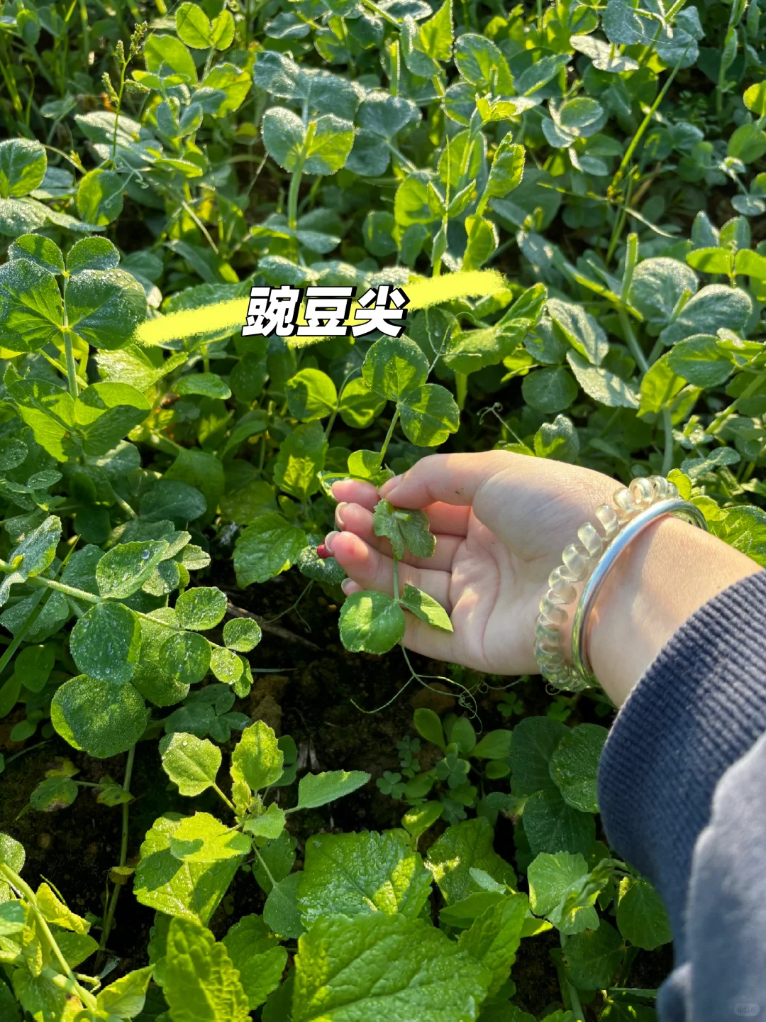 冬日里来逛菜园，看看菜园里面有什么？