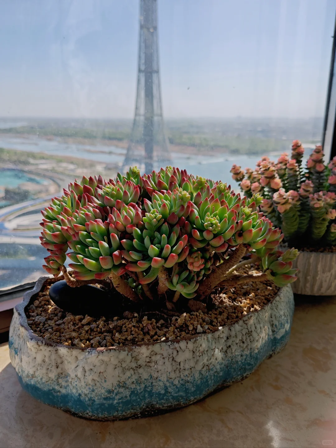 男生喜欢养多肉正常嘛