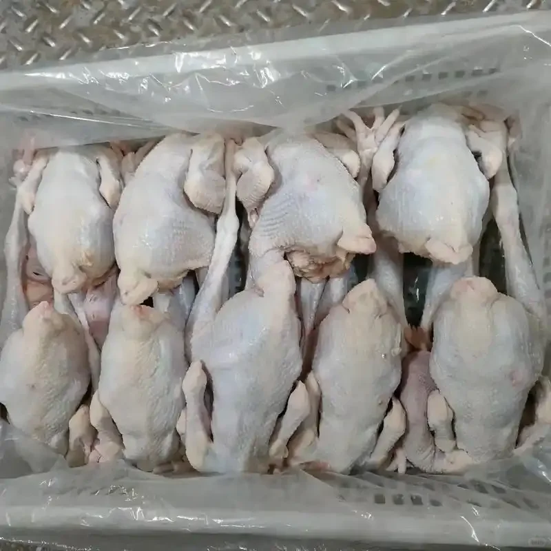 广州冰鲜鸡市场供应情况
