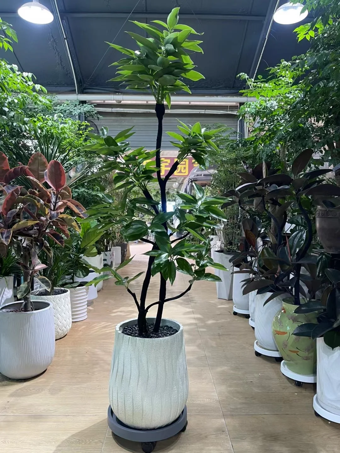 深圳绿植租买，批发，同城免费送货上门